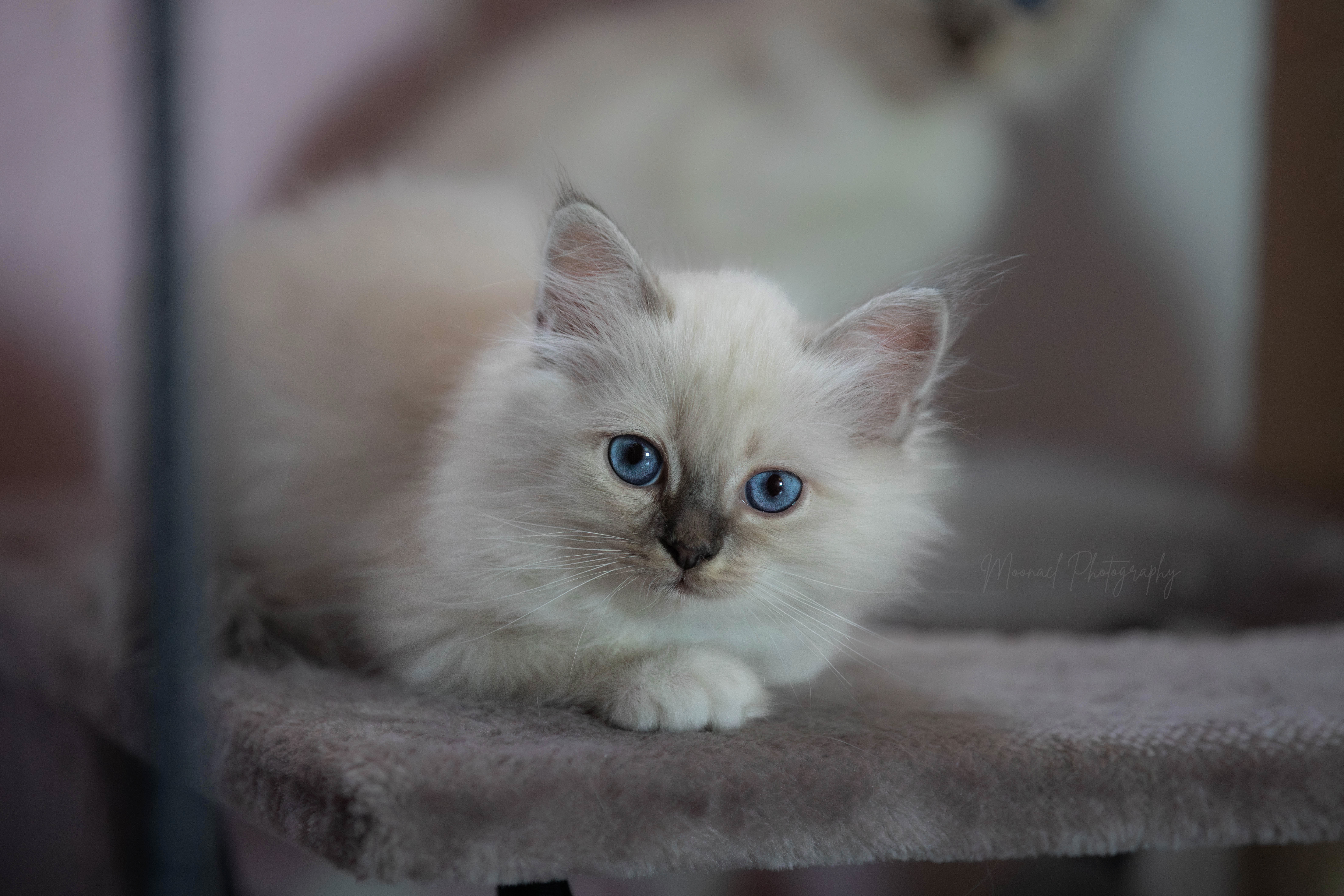 Photo de AILOUROS BLUE TABBY